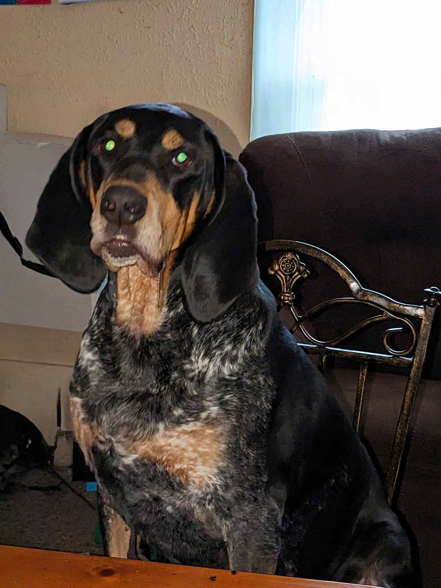 Hank The Tank