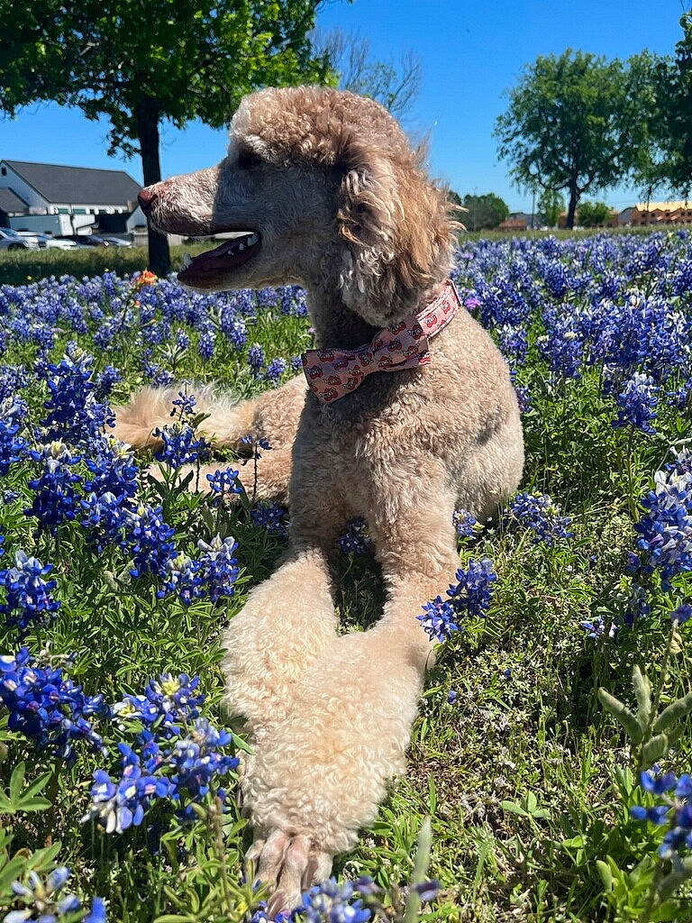 Zuma is registered to the contest to win money with this photo: annual_plant, blue, carnivore, companion_dog, dog, dog_breed, electric_blue, fawn, flower, grass, groundcover, plant, poodle, shrub, sky, sporting_group, standard_poodle, terrier, tree, water_dog