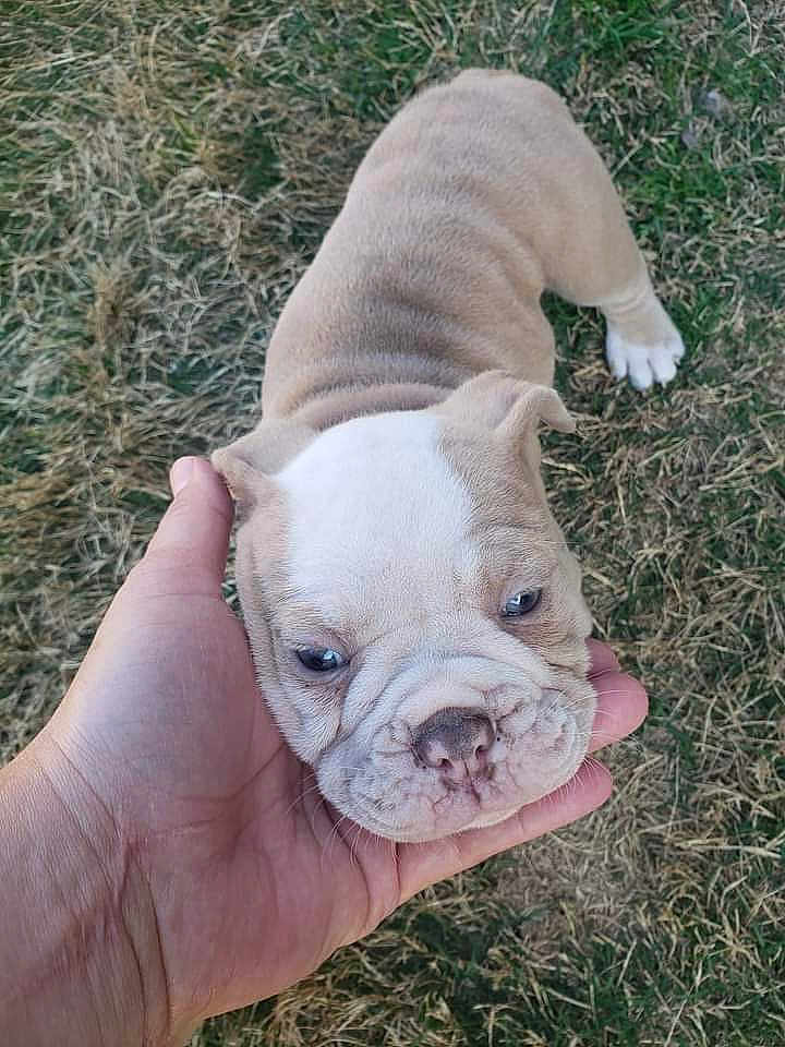 Jellybean