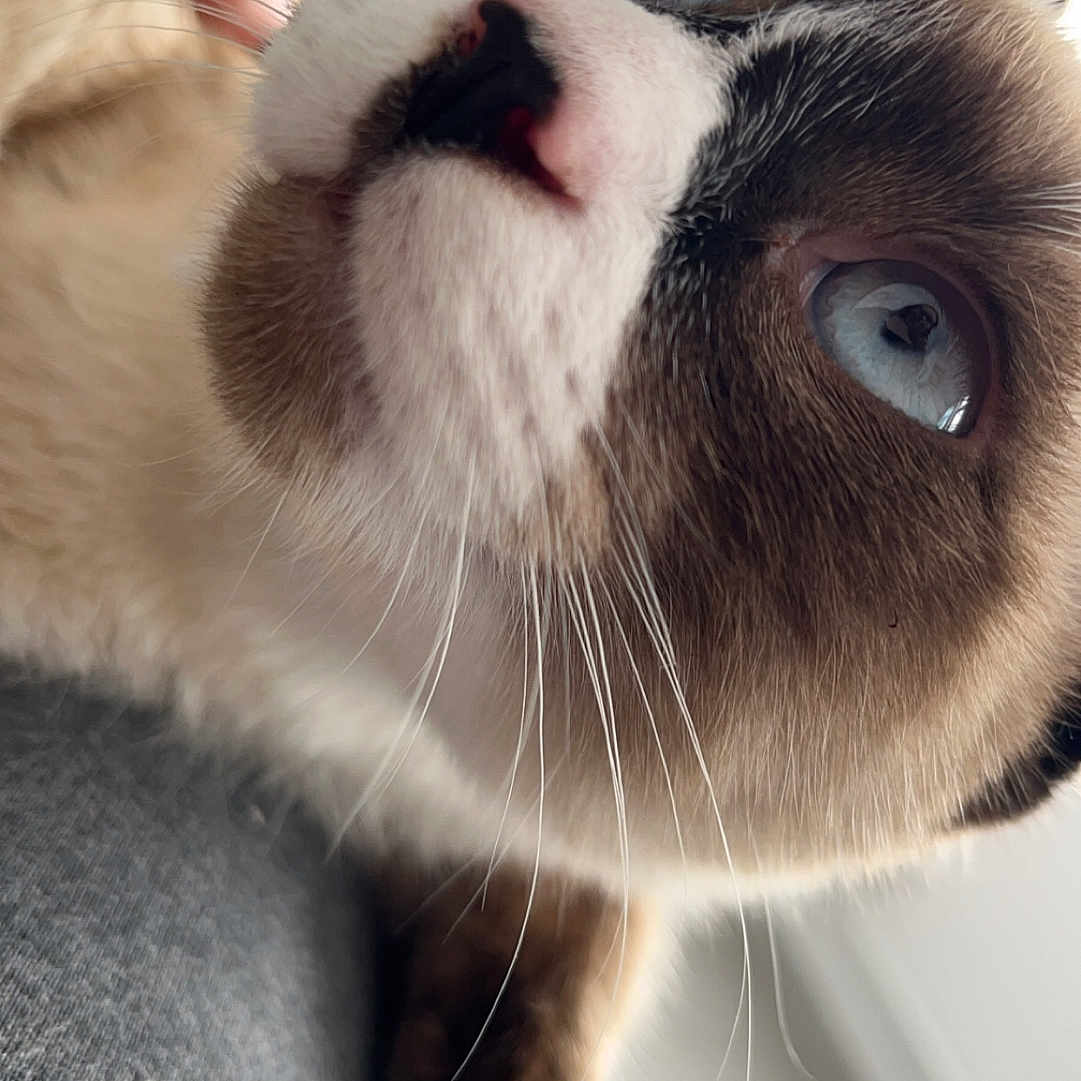 Bucky participe au concours pour gagner de l'argent avec cette photo : abyssinian, animal, bodypart, canine, cat, dog, finger, hand, husky, kitten, manx, mouth, person, pet, siamese, snout