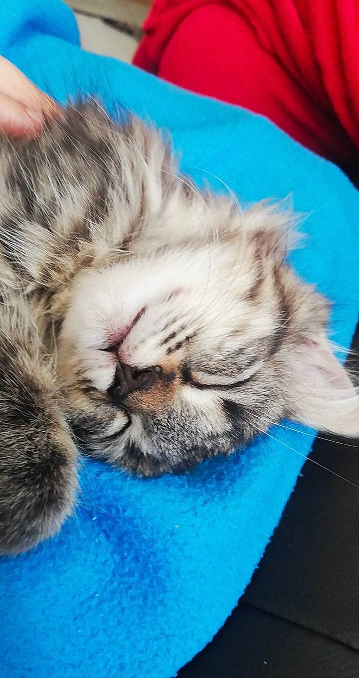 Ambre participe au concours pour gagner de l'argent avec cette photo : carnivore, cat, domestic_long_haired_cat, ear, felidae, fur, kitten, mammal, nap, norwegian_forest_cat, nose, paw, pixie_bob, ragamuffin, siberian, sleep, small_to_medium_sized_cats, snout, whiskers