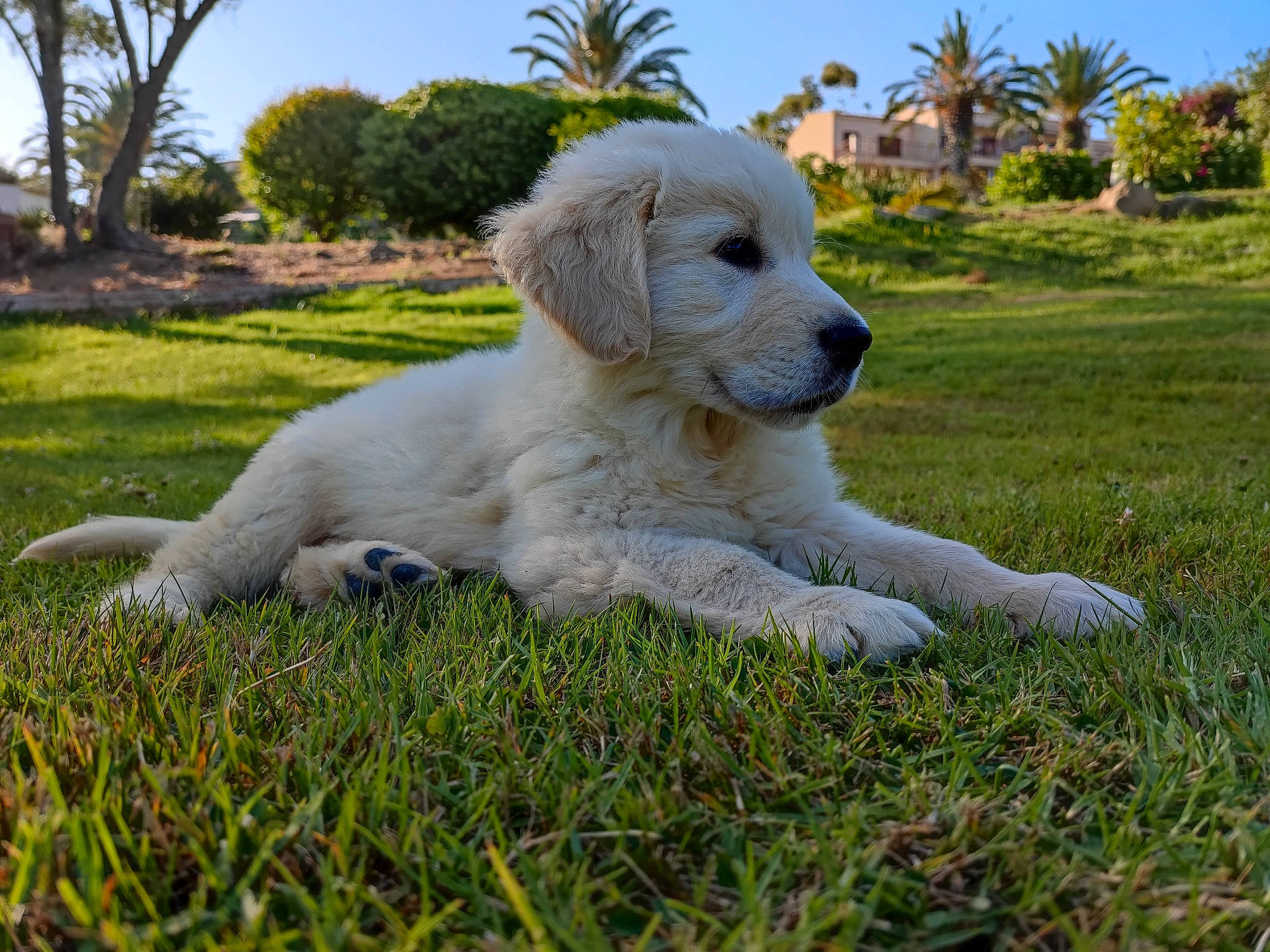 Timouth participe au concours pour gagner de l'argent avec cette photo : canidae, carnivore, companion_dog, desert_palm, dog, dog_breed, fawn, grass, grassland, landscape, lawn, palm_tree, plant, sky, snout, sporting_group, tail, terrier, tree, working_animal