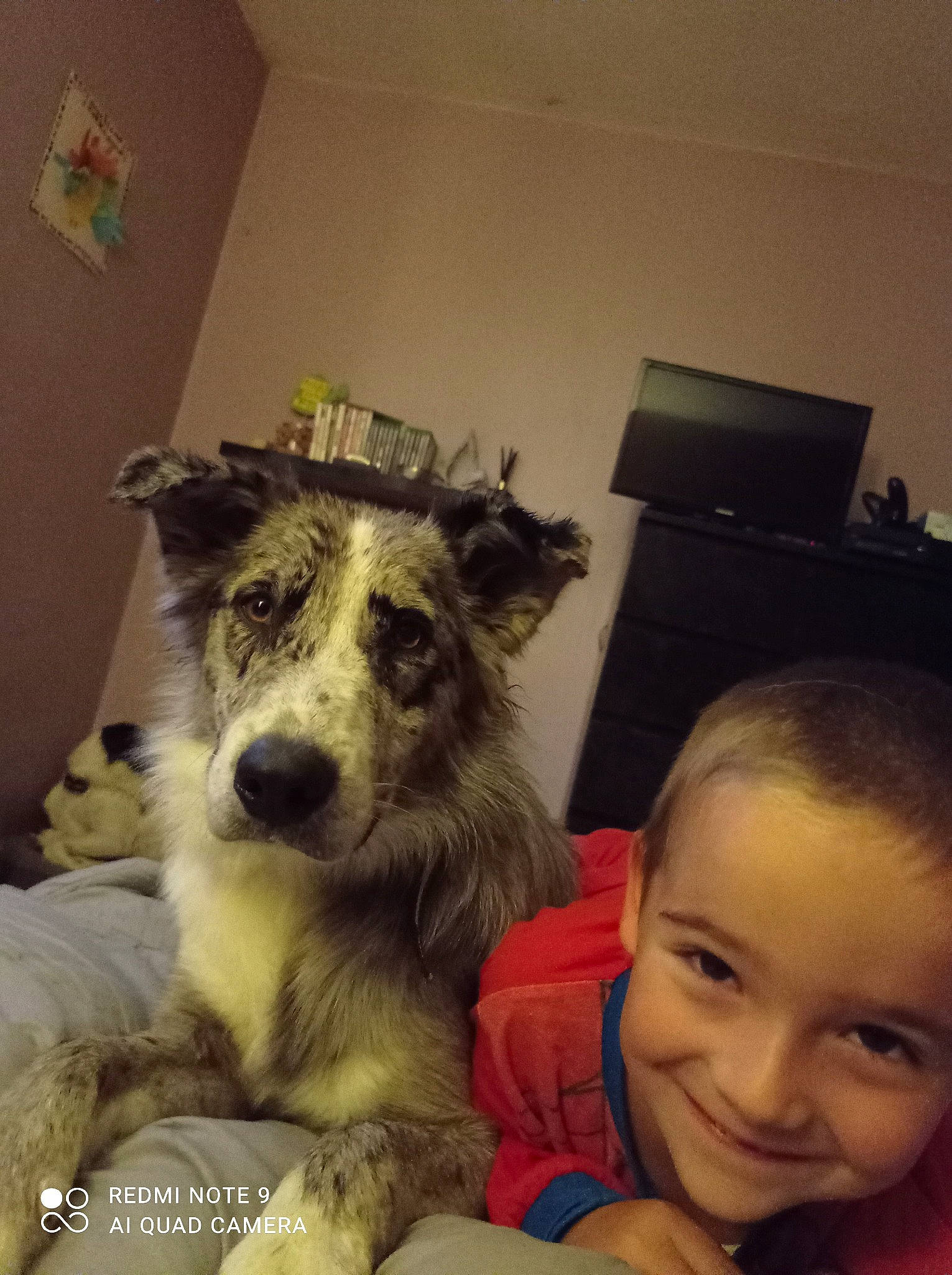 Lucas a rejoint le concours — aidez-le/la à gagner de superbes lots ! carnivore, companion_dog, dog, dog_breed, ear, fur, happy, herding_dog, holiday, iris, selfie, sitting, smile, sporting_group, square, t_shirt, toddler, whiskers, working_animal, working_dog