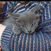 Xena participe au concours pour gagner de l'argent avec cette photo : kitten, gray_cat, cat, animal, pet, furry, cute, sleepy, soft, closeup, knit_sweater, blue, white, texture, snuggling, comfort, warm, hand, cuddle, cozy
