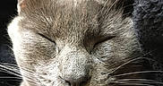 Xena participe au concours pour gagner de l'argent avec cette photo : animal, blanket, cat, close_up, cozy, cute, domestic_cat, ears, face, feline, fur, gray_cat, indoor, nose, peaceful, pet, portrait, resting, sleeping, whiskers