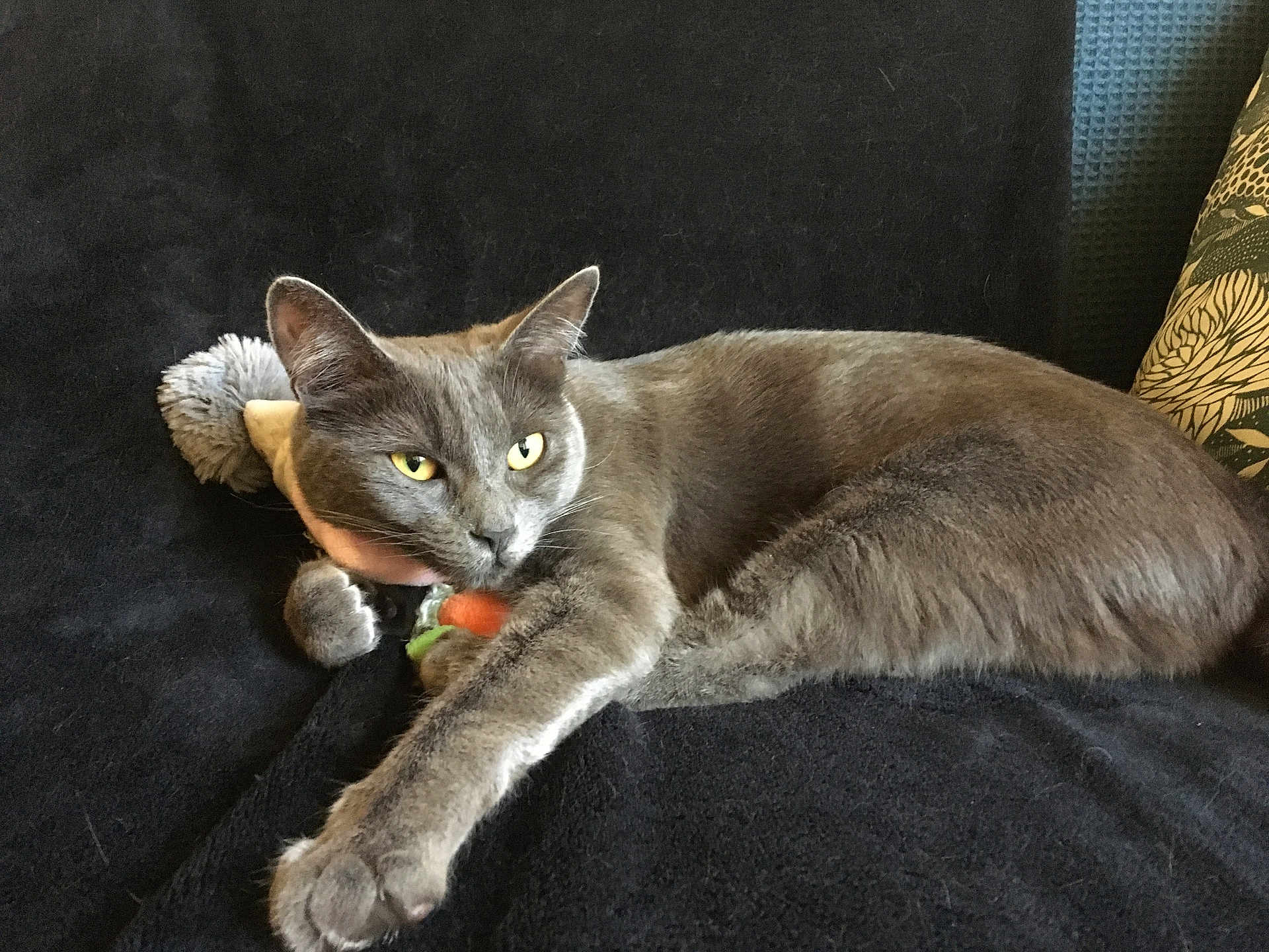 Xena