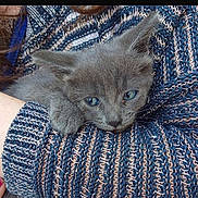 Xena participe au concours pour gagner de l'argent avec cette photo : animal, cat, closeup, comfort, cozy, cuddly, cute, furry, gray_cat, hand, indoor, kitten, person, pet, resting, small, soft, sweater, texture, young