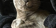 Xena a rejoint le concours — aidez-le/la à gagner de superbes lots ! animal, blanket, cat, closeup, comfort, cozy, cute, domestic_cat, feline, fur, gray_cat, indoors, nap, paw, pet, relaxation, resting, sleeping, soft, whiskers