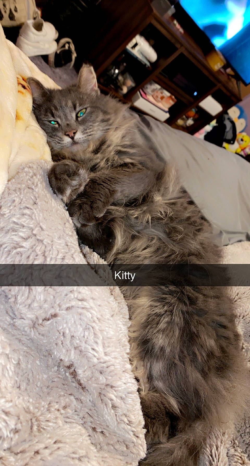 Fluff is registered to the contest to win money with this photo: british_longhair, carnivore, cat, claw, domestic_short_haired_cat, fawn, felidae, fur, grey, liver, natural_material, paw, small_to_medium_sized_cats, snout, tail, terrestrial_animal, whiskers