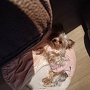 Presha is registered to the contest to win money with this photo: dog, small_dog, pet, indoor, bed, blanket, pink_outfit, fur, sunlight, wooden_floor, cozy, resting, animal, cute, canine, relaxed, home, domestic, shadow, comfortable