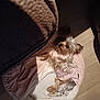 dog, small_dog, pet, indoor, bed, blanket, pink_outfit, fur, sunlight, wooden_floor, cozy, resting, animal, cute, canine, relaxed, home, domestic, shadow, comfortable