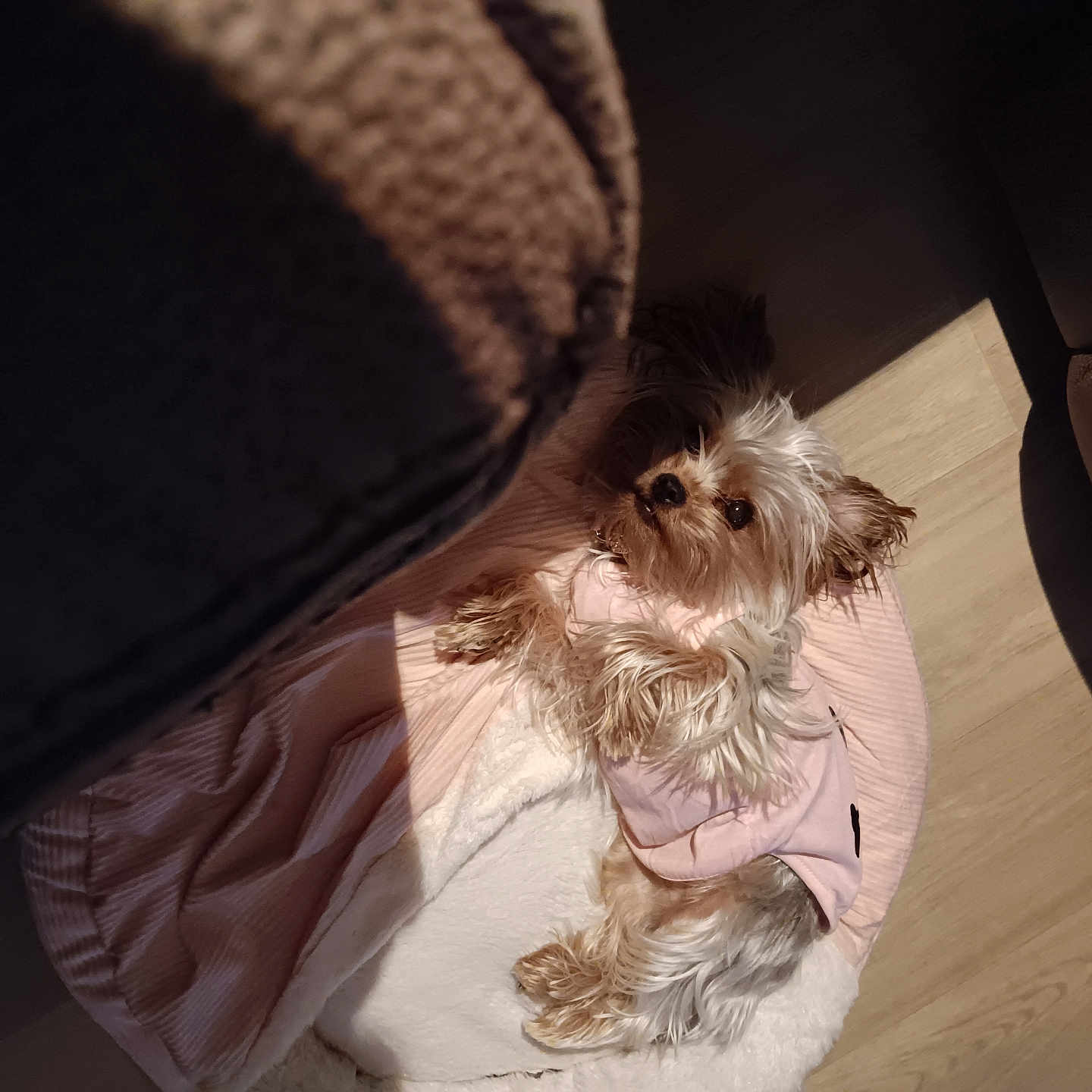 Presha is registered to the contest to win money with this photo: animal, bed, blanket, canine, comfortable, cozy, cute, dog, domestic, fur, home, indoor, pet, pink_outfit, relaxed, resting, shadow, small_dog, sunlight, wooden_floor