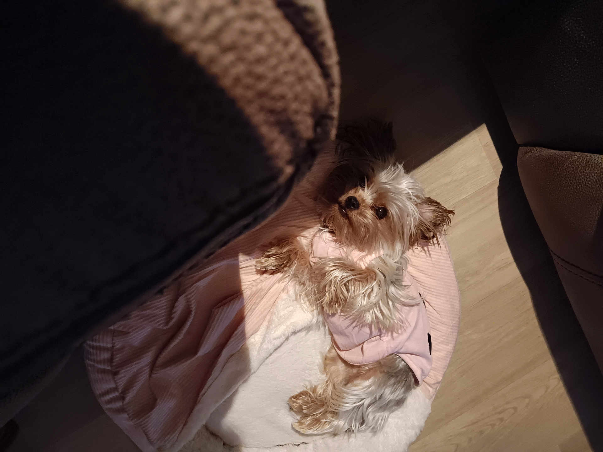 Presha is registered to the contest to win money with this photo: dog, small_dog, pet, indoor, bed, blanket, pink_outfit, fur, sunlight, wooden_floor, cozy, resting, animal, cute, canine, relaxed, home, domestic, shadow, comfortable