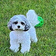 Bella is registered to the contest to win money with this photo: dog, grass, green_ball, outdoor, pet, animal, cute, fluffy, small_dog, playful, nature, fur, tail, canine, lawn, park, toy, standing, daylight, adorable