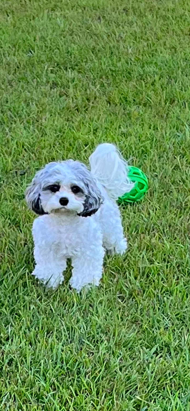 Bella is registered to the contest to win money with this photo: dog, grass, green_ball, outdoor, pet, animal, cute, fluffy, small_dog, playful, nature, fur, tail, canine, lawn, park, toy, standing, daylight, adorable
