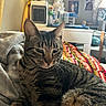 Kiki is registered to the contest to win money with this photo: cat, tabby_cat, pet, animal, feline, blanket, knitted_throw, bed, indoor, cozy, relaxed, fur, whiskers, ears, face, eyes, room, poster, furniture, soft