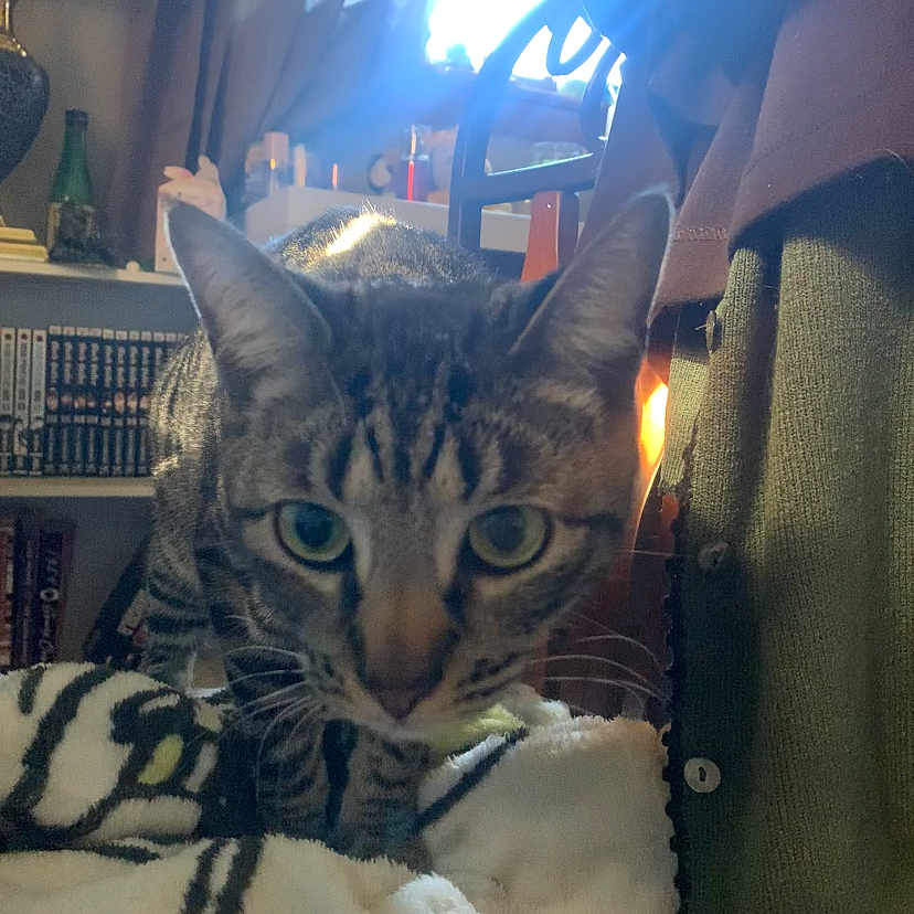 Kiki is registered to the contest to win money with this photo: cat, tabby_cat, indoor, blanket, furniture, bookshelf, window, curtain, lamp, cozy, pet, animal, fur, whiskers, ears, eyes, close_up, curious, home, lighting