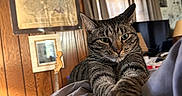 Kiki joined the competition — help win amazing prizes! cat, tabby_cat, stretching, indoor, wood_paneling, curtains, guitar, framed_picture, television, lamp, soft_surface, relaxed, green_eyes, pet, feline, cozy, home, wall_art, paws, portrait