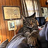 cat, tabby_cat, stretching, indoor, wood_paneling, curtains, guitar, framed_picture, television, lamp, soft_surface, relaxed, green_eyes, pet, feline, cozy, home, wall_art, paws, portrait