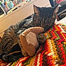 cat, tabby, sleeping, plush_toy, crocheted_blanket, colorful, indoor, cozy, furniture, desk, bottle, pen_holder, home, relaxed, pet, animal, paw, soft, resting, cute