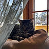 Kiki joined the competition — help win amazing prizes! cat, tabby, cushion, window, curtain, indoor, sunlight, pet, resting, cozy, feline, home, relaxing, lace, daylight, wooden_frame, quiet, soft, domestic, animal