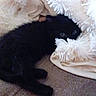 Emilya a rejoint le concours — aidez-le/la à gagner de superbes lots ! black_kitten, kitten, cat, pet, animal, furry, cozy, blanket, white_blanket, shaggy_blanket, couch, fabric, indoor, resting, cute, small, fur, curious, peeking, home
