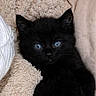 black_kitten, blue_eyes, yarn, ball_of_yarn, beige_blanket, fluffy_blanket, toy, green_toy, pet, animal, cute, feline, indoor, cozy, soft_texture, close_up, resting, young_cat, curious, small