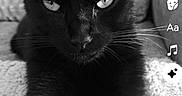 Zoa participe au concours pour gagner de l'argent avec cette photo : black_cat, cat, pet, animal, feline, portrait, close_up, indoor, texture, carpet, sofa, whiskers, ears, eyes, front_paws, monochrome, black_and_white, intense_gaze, relaxed, domestic_animal