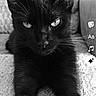 black_cat, cat, pet, animal, feline, portrait, close_up, indoor, texture, carpet, sofa, whiskers, ears, eyes, front_paws, monochrome, black_and_white, intense_gaze, relaxed, domestic_animal