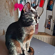 Zoa participe au concours pour gagner de l'argent avec cette photo :