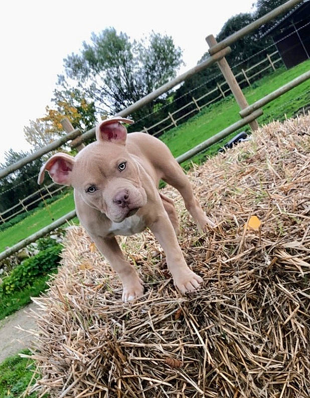 Tyron participe au concours pour gagner de l'argent avec cette photo : agriculture, companion_dog, dog_breed, domestic_pig, fawn, fence, grass, hay, human_leg, landscape, livestock, pasture, plant, sky, snout, soil, suidae, terrestrial_animal, tree, working_animal