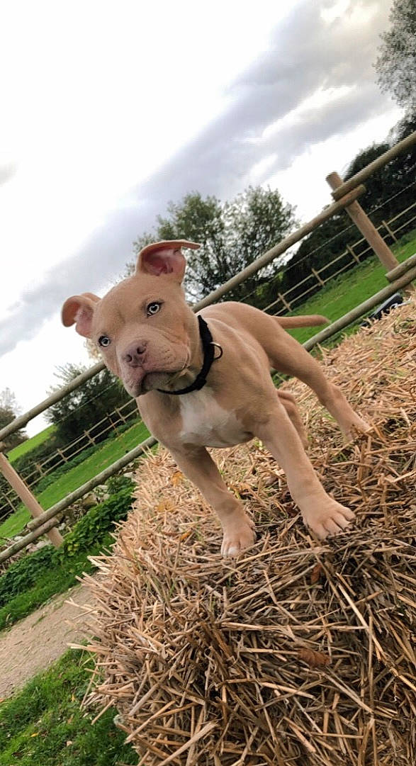 Tyron participe au concours pour gagner de l'argent avec cette photo : agriculture, carnivore, cloud, collar, companion_dog, dog, dog_breed, dog_collar, fawn, fence, field, grass, happy, plant, sky, soil, tail, tree, wood, working_animal