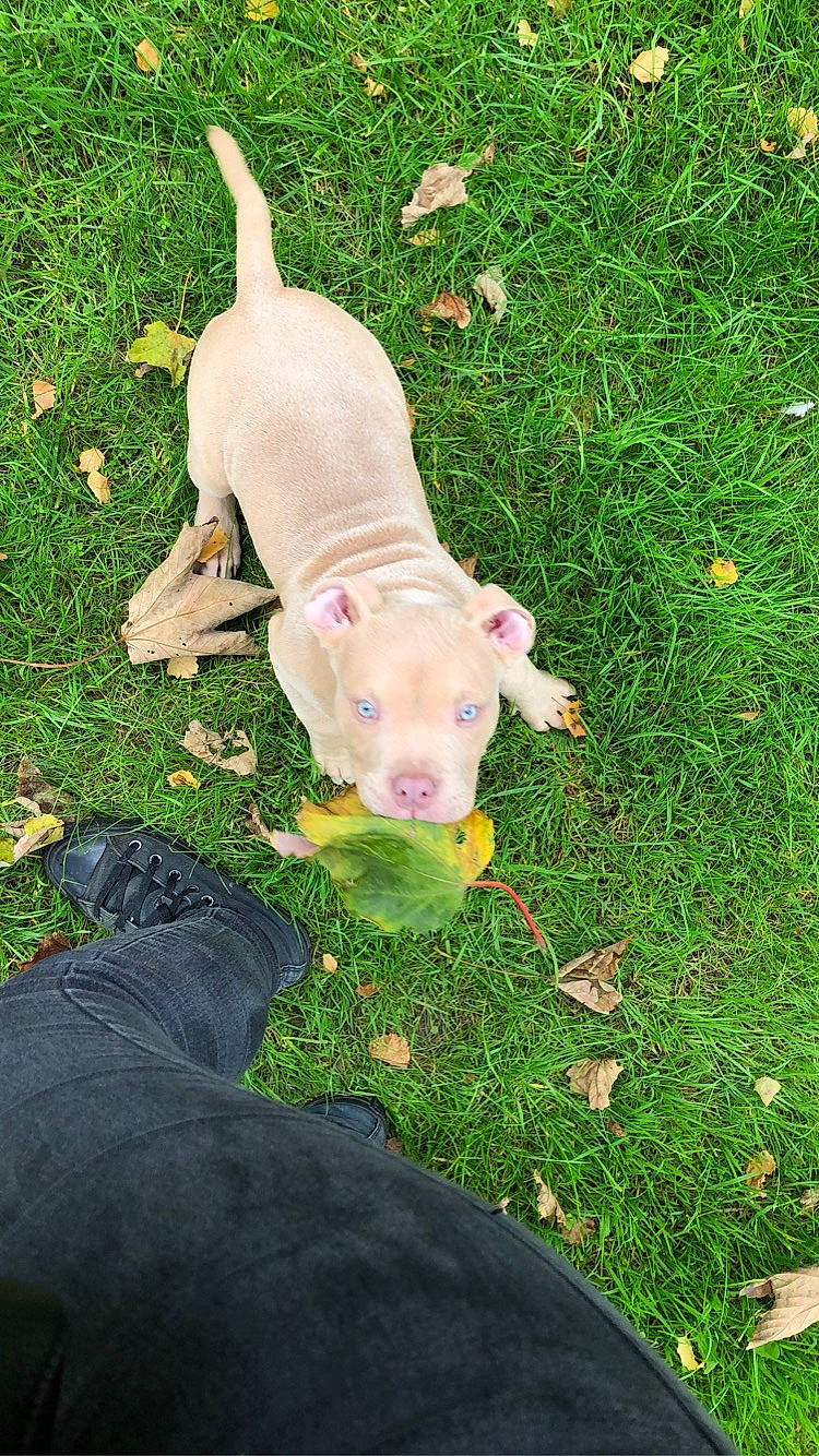 Tyron a rejoint le concours — aidez-le/la à gagner de superbes lots ! canidae, carnivore, companion_dog, dog, dog_breed, domestic_pig, fawn, grass, grassland, groundcover, lawn, livestock, plant, snout, sporting_group, suidae, tail, terrestrial_animal, toy_dog, working_animal