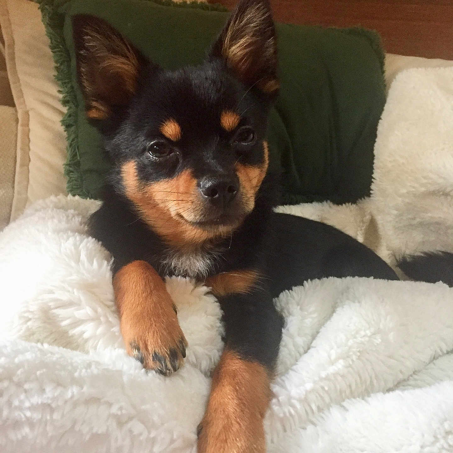 Babiche a rejoint le concours — aidez-le/la à gagner de superbes lots ! animal, black_and_tan, companion, cozy, cute, dog, ears, fluffy_blanket, fur, green_pillow, home, indoor, lying_down, nose, paw, pet, puppy, relaxed, resting, small_dog