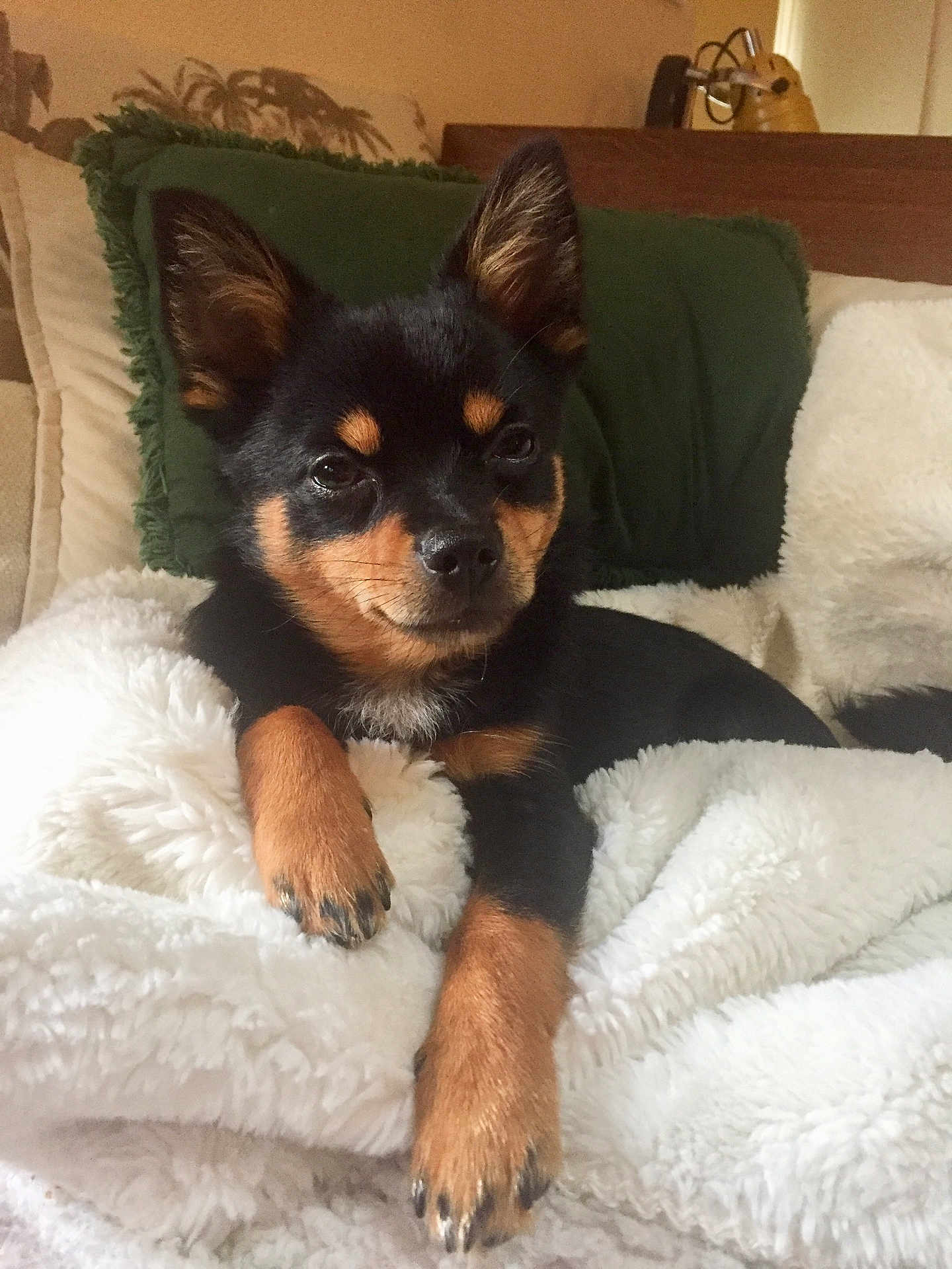 Babiche a rejoint le concours — aidez-le/la à gagner de superbes lots ! animal, black_and_tan, companion, cozy, cute, dog, ears, fluffy_blanket, fur, green_pillow, home, indoor, lying_down, nose, paw, pet, puppy, relaxed, resting, small_dog