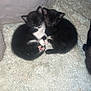 kitten, cat, black_cat, tuxedo_cat, sleeping, cuddle, carpet, indoor, pet, animal, cute, fur, small, resting, two_animals, cozy, adorable, whiskers, paw, closeup