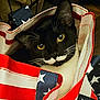 cat, tuxedo_cat, yellow_eyes, bag, american_flag_pattern, stars, stripes, curious, indoor, pet, whiskers, black_and_white, close_up, fabric, pattern, animal, cute, portrait, domestic_cat, feline