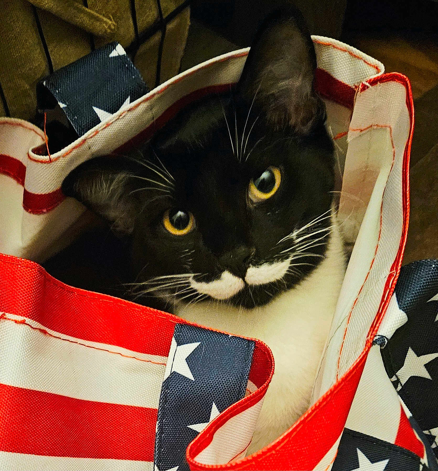 Sammie is registered to the contest to win money with this photo: cat, tuxedo_cat, yellow_eyes, bag, american_flag_pattern, stars, stripes, curious, indoor, pet, whiskers, black_and_white, close_up, fabric, pattern, animal, cute, portrait, domestic_cat, feline