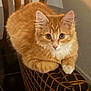 Benito joined the competition — help win amazing prizes! cat, orange_tabby, feline, pet, indoor, cushion, patterned_cushion, fur, whiskers, paws, ears, eyes, resting, curious, warm_lighting, closeup, animal, mammal, domestic_cat, cozy
