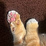 Benito joined the competition — help win amazing prizes! cat, paw, pink_pads, orange_fur, white_fur, fluffy, close_up, carpet, texture, animal, pet, feline, soft, cute, resting, foot, pad, indoor, mammal, sleeping