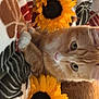 Benito joined the competition — help win amazing prizes! animal, blanket, cat, cozy, cute, feline, flower, fur, indoor, nature, orange_tabby, patterned_blanket, paw, pet, relaxed, resting, soft_texture, sunflower, whiskers, yellow_flower