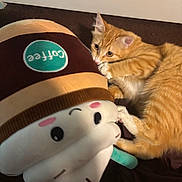 Benito is registered to the contest to win money with this photo: animal, brown, carpet, cat, closeup, coffee_cup, cute, feline, floor, indoor, kitten, orange_tabby, pet, pink, playful, plush_toy, soft_toy, toy, white, young_cat