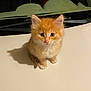 kitten, cat, orange_cat, fluffy, pet, animal, cute, small, sitting, indoor, white_surface, shadow, fur, ears, whiskers, nose, eyes, curious, domestic_cat, young
