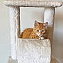 cat, kitten, orange_tabby, cat_tree, plush, indoor, pet, animal, feline, curious, relaxed, white, soft, resting, young_cat, cute, domestic_cat, paw, ears, floor