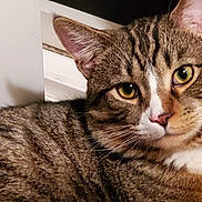 Louey joined the competition — help win amazing prizes! abyssinian, angora, animal, cat, egyptiancat, hardwood, kitten, manx, person, pet, sleeping, window, wood