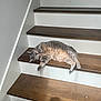 Nala is registered to the contest to win money with this photo: cat, gray_cat, stairs, wooden_stairs, indoor, pet, relaxed, sleeping, feline, animal, fur, paw, whiskers, domestic_cat, resting, cozy, house, home, quiet, peaceful