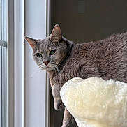 Nala joined the competition — help win amazing prizes! cat, gray_cat, window, indoor, pet, animal, feline, fur, blanket, soft, resting, curious, domestic_cat, whiskers, ears, green_eyes, cozy, home, daylight, looking_out