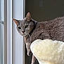 cat, gray_cat, window, indoor, pet, animal, feline, fur, blanket, soft, resting, curious, domestic_cat, whiskers, ears, green_eyes, cozy, home, daylight, looking_out