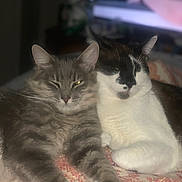 Snowball is registered to the contest to win money with this photo: cat, cats, feline, pet, sleepy, snuggling, cozy, indoor, blanket, fur, whiskers, patterned_blanket, two_animals, resting, cute, domestic_animal, animal, close_up, companion, friendship