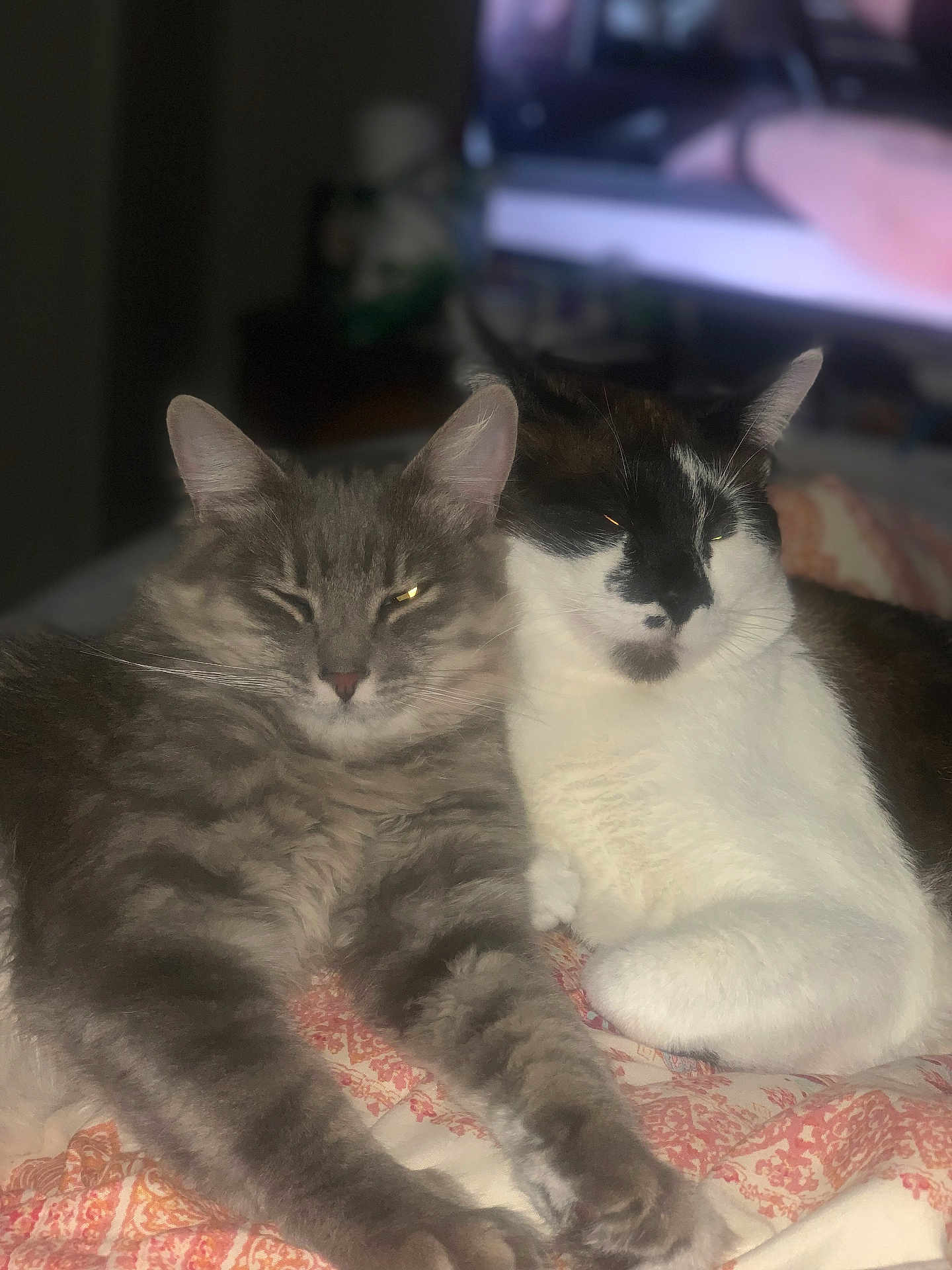 Snowball is registered to the contest to win money with this photo: cat, cats, feline, pet, sleepy, snuggling, cozy, indoor, blanket, fur, whiskers, patterned_blanket, two_animals, resting, cute, domestic_animal, animal, close_up, companion, friendship